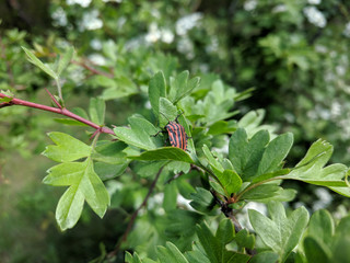 beautiful textured background of green leaves