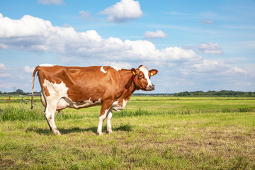 Fototapeta na wymiar Brown red cow, large full udders, in a pasture in the Netherlands, blue sky and green grass.