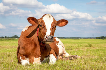 Fototapeta na wymiar Cow lies comfortable in the field relaxed and happy, horizon and sky background