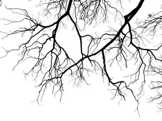 Obraz premium branch of tree silhouette on white background