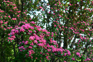 Pink Hawthorn tree in blossom - beautiful floral background, spring tree pink bloom.