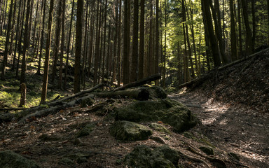 Obraz premium Im Wald Sächsische Schweiz
