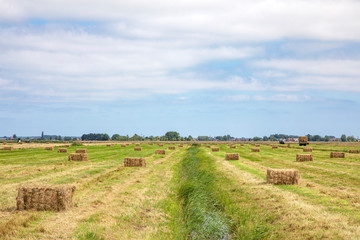 Grass compacted in silage bales in agricultural field, sky with white clouds.