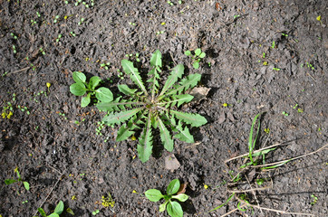 Dandelion first leaves formed in a circle. Spring sprouts of dandelion and plantain on the dry ground. top view