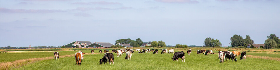Herd of pasture cows in a wide Dutch landscape peaceful and sunny with a blue sky on the horizon.
