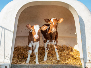 Two cute calves in a white calfhutch, on straw and with sunshine