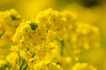 yellow and flowers