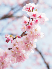 大寒桜が満開な日本の春の風景