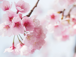 大寒桜が満開な日本の春の風景