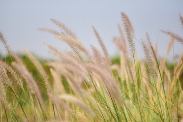 Grass flowers in the grass fields