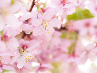 大寒桜が満開な日本の春の風景
