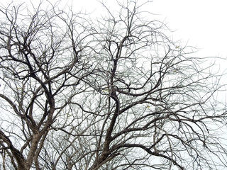 dry tree on white background