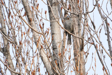 branch of a tree in winter