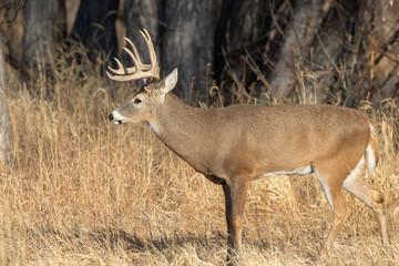 Naklejka na ściany i meble Whitetail Deer Buck in Autumn in Colorado