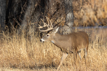 Whitetail Deer Buck in Autumn in Colorado