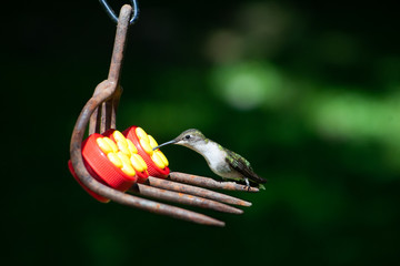 Female Hummingbird Perched at Feeder