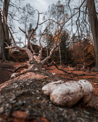 Wanderung im Kirnitzschtal Sächsische Schweiz