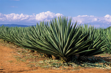 culture du sisal, agava ridida, Madagascar