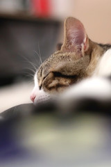 Cute indoor cat sleeping on a couch. Selective focus.