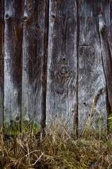 Old wall of planks from below grows grass