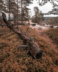 Im Wald Sächsische Schweiz