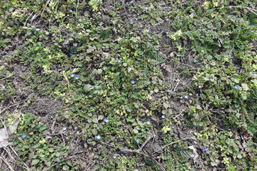 Top view of Veronica polita with blue flowers