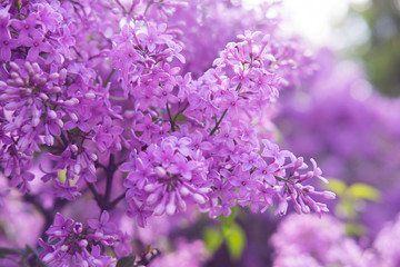 Spring flowers of lilac in the garden, spring background