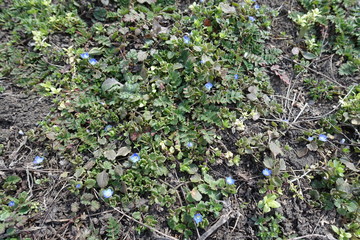 View of Veronica polita with blue flowers from above