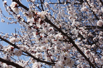 Apricot tree in full bloom in April
