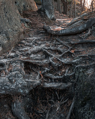Wanderung im Kirnitzschtal Sächsische Schweiz