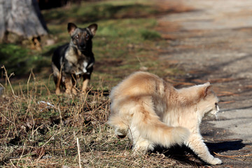 Dog and cat on the country road. Dog is chasing a ginger cat