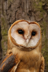 Barn owl close-up closeup on a wood background vertical photo