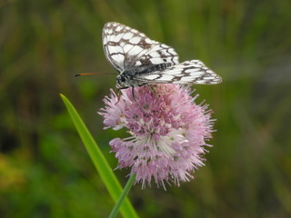 butterfly on a flower