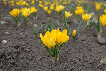 Fototapeta premium A lot of amber yellow flowers of crocuses in March