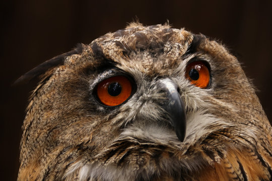 Large eagle owl bird with orange eyes close-up on a dark horizontal background