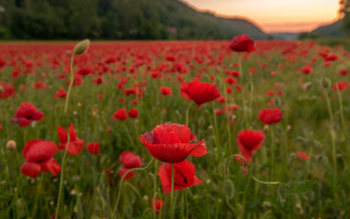 Mohnfeld in voller Blüte