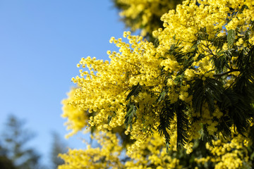 Mimosa branch in bloom with yellow flowers