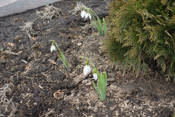 Flowers of sbowdrops with six free perianth segments in two whorls