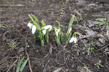 Half opened and closed buds of common snowdrops in March