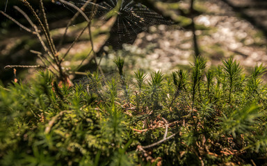 Im Wald Sächsische Schweiz