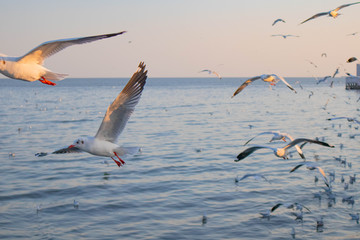 Seagulls bird flying over the sea with beautiful sunset on evening twilight sky landscape background