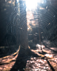 Spinnennetz im Sonnenlicht