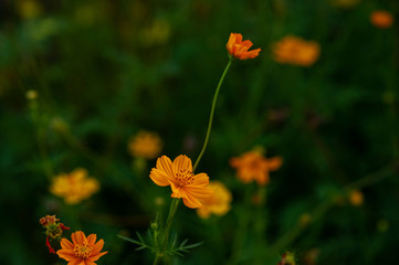 Yellow flowers in a beautiful flower garden, close-up with bokeh