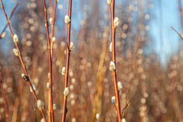 Spring twigs of blossoming willow. Clear sunny day