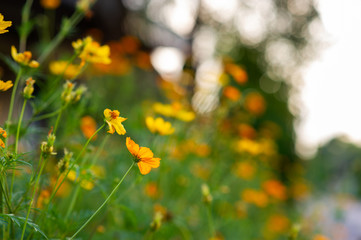 Yellow flowers in a beautiful flower garden, close-up with bokeh