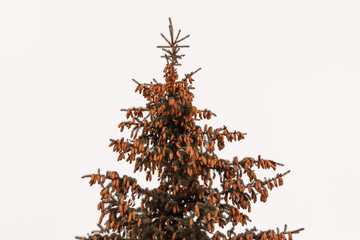 The top of the blue spruce is hung with many cones. Fir cones.