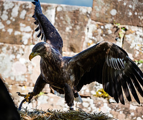 Huge eagle shot close-up of the flora and fauna of Vosges