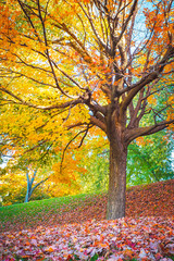 Fototapeta premium Mont Royal in Autumn, Montreal, Canada