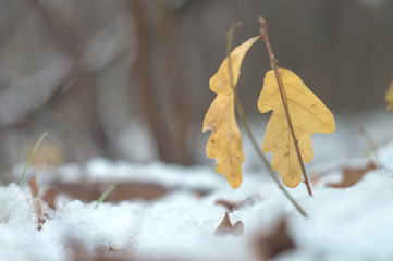 Wild beauty of the winter nature of rural Russian remote places. Oak Sprout branches with leaves in the snow