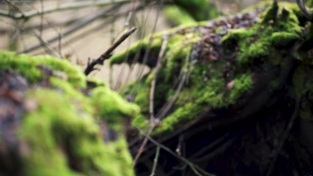 Moss & mushrooms on tree & roots in the forest Mushrooms & moss on tree 4k explainer video background with copy space for text or image